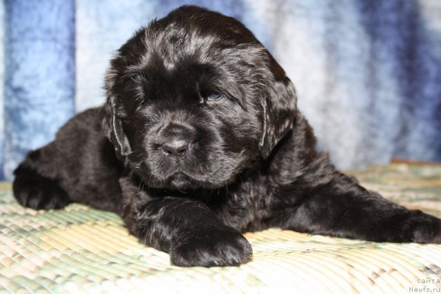 Фото: Розовая девочка