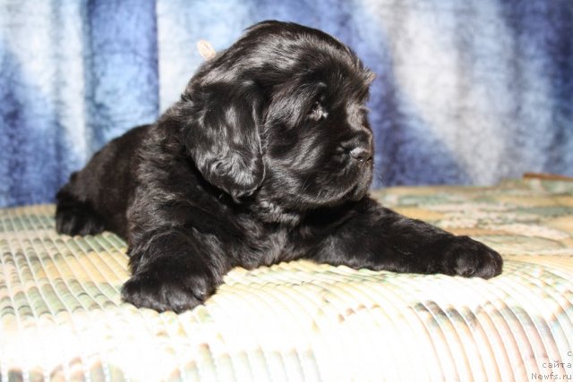 Фото: Розовая девочка