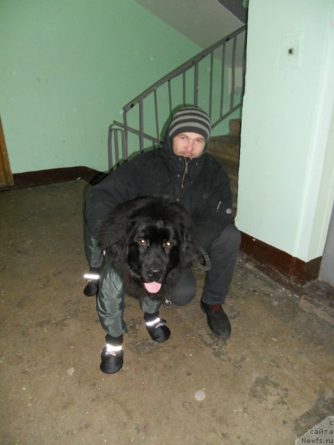 Фото: ньюфаундленд Byella Moss Cellarius (Бэлла Мосс Целлариус), Мой брат Андрей