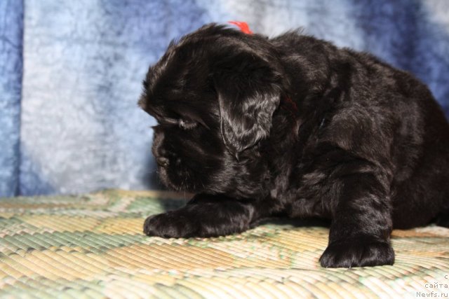 Фото: Щенки Дольчи и Сэма, красная девочка