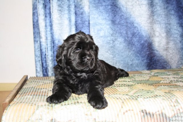 Фото: Щенки Дольчи и Сэма, красная девочка