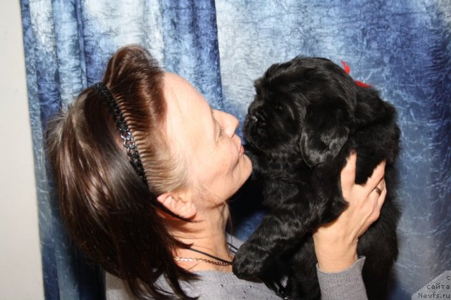 Фото: Щенки Дольчи и Сэма, красная девочка