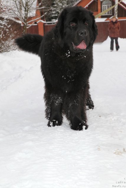 Фото: ньюфаундленд Very Fairweathers X'Got The Rhythm