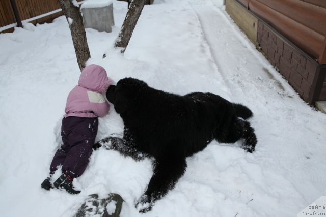 Фото: ньюфаундленд Very Fairweathers X'Got The Rhythm