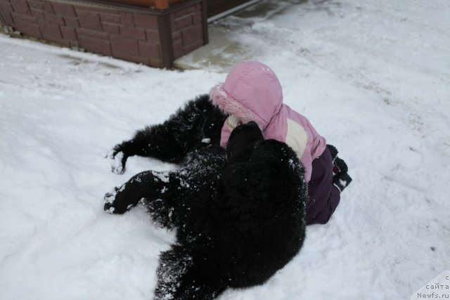 Фото: ньюфаундленд Very Fairweathers X'Got The Rhythm