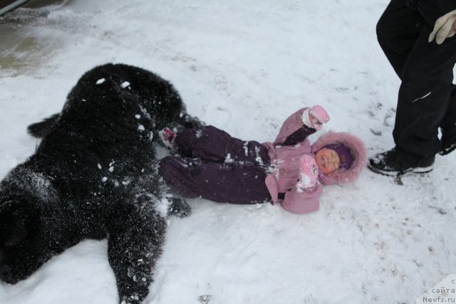 Фото: ньюфаундленд Very Fairweathers X'Got The Rhythm