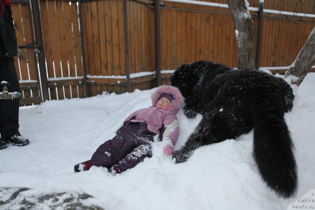 Фото: ньюфаундленд Very Fairweathers X'Got The Rhythm