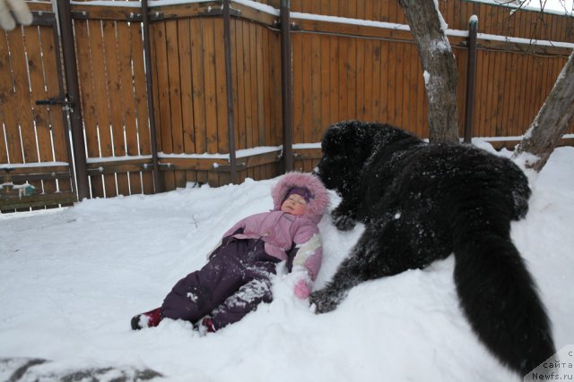 Фото: ньюфаундленд Very Fairweathers X'Got The Rhythm