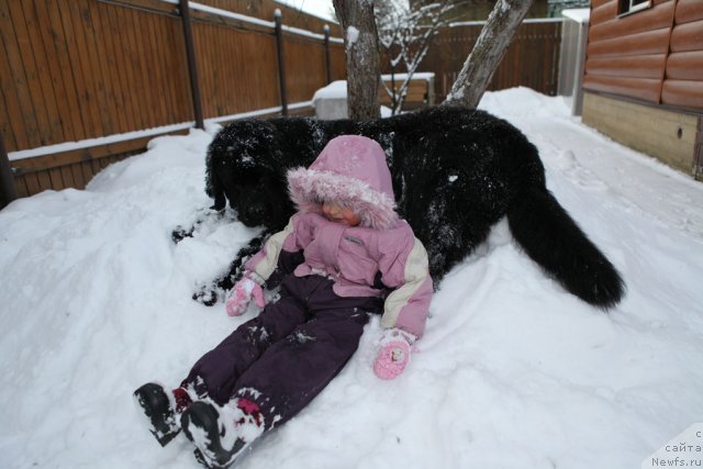 Фото: ньюфаундленд Very Fairweathers X'Got The Rhythm