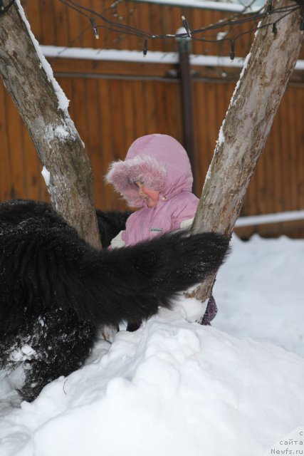 Фото: ньюфаундленд Very Fairweathers X'Got The Rhythm