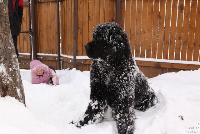 Фото: ньюфаундленд Very Fairweathers X'Got The Rhythm