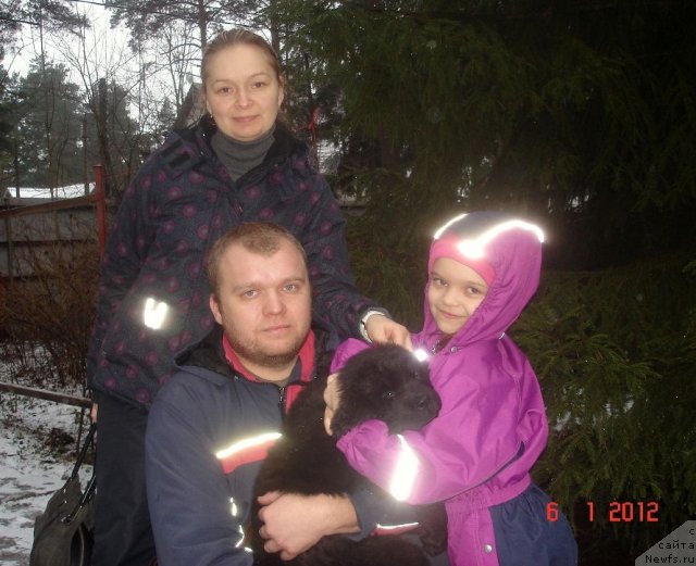 Фото: ньюфаундленд Smigar Osennyaya Skazka (Смигар Осенняя Сказка)