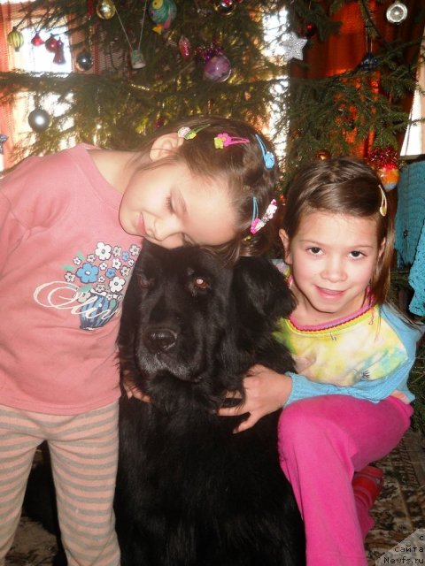 Фото: ньюфаундленд Arabella Doch' Vivata (Арабелла Дочь Вивата)