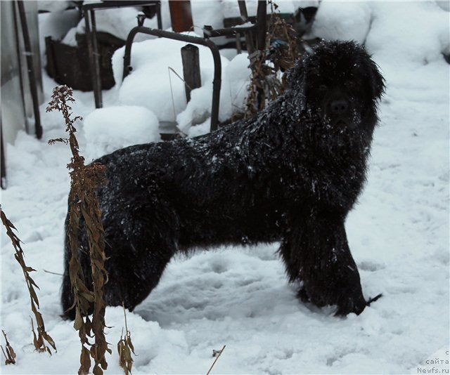 Фото: ньюфаундленд Ih Visochestvo Viola Zhanmonika (Их Высочество Виола Жанмоника)