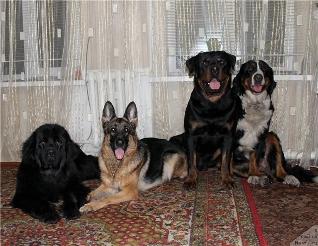 Фотография № 84675