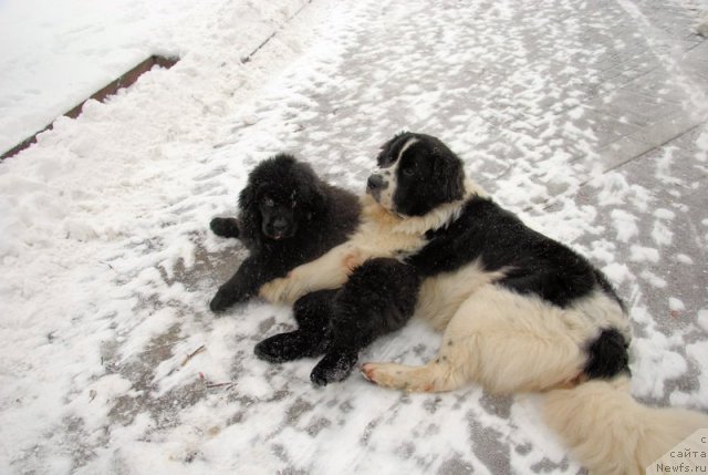 Фотография № 84700