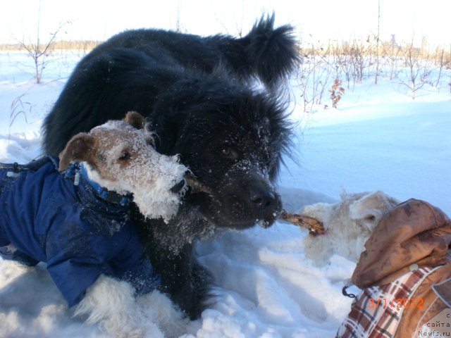 Фото: ньюфаундленд Missiya Blyu fo Marleon iz Sibirskoy Glubinki (Миссия Блю фо Марлеон из Сибирской Глубинки)