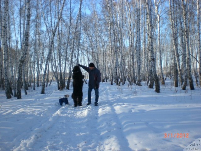Фото: ньюфаундленд Missiya Blyu fo Marleon iz Sibirskoy Glubinki (Миссия Блю фо Марлеон из Сибирской Глубинки)