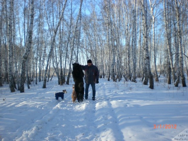 Фото: ньюфаундленд Missiya Blyu fo Marleon iz Sibirskoy Glubinki (Миссия Блю фо Марлеон из Сибирской Глубинки)