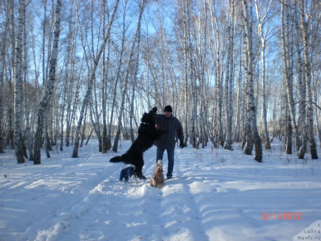 Фото: ньюфаундленд Missiya Blyu fo Marleon iz Sibirskoy Glubinki (Миссия Блю фо Марлеон из Сибирской Глубинки)