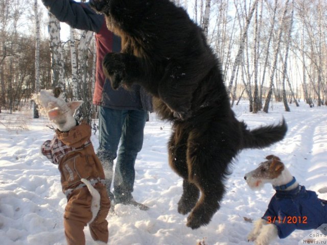 Фото: ньюфаундленд Missiya Blyu fo Marleon iz Sibirskoy Glubinki (Миссия Блю фо Марлеон из Сибирской Глубинки)