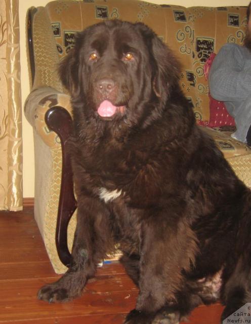 Фото: ньюфаундленд Treyzi (Трейзи)