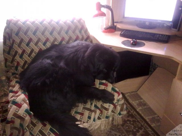 Фото: ньюфаундленд Cesar' Nel'son Tayger Blek (Цесарь Нельсон Тайгер Блек)