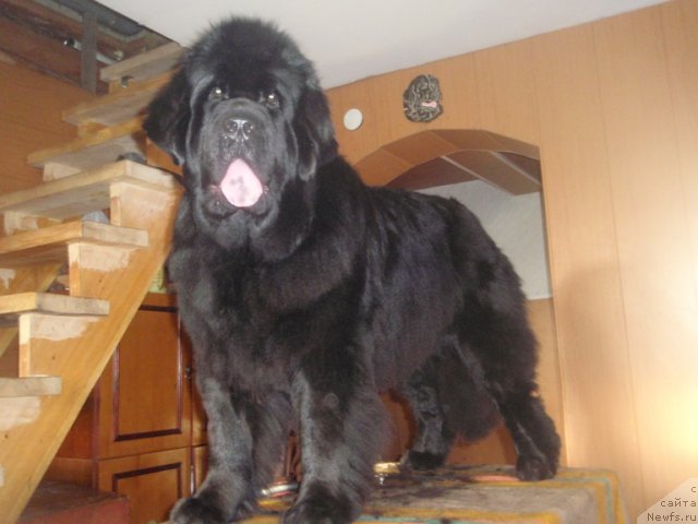 Фото: ньюфаундленд N'yufort Magiya Lyubvi (Ньюфорт Магия Любви)