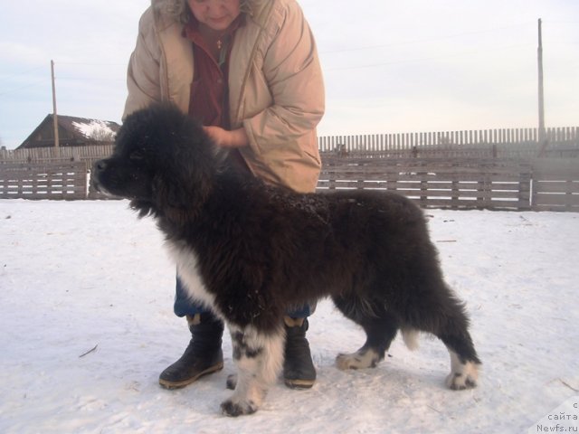 Фото: Кипер Соул Лоудстар
сын Веси и Алекса, ньюфаундленд Vesnushka na Shastie (Веснушка на Счастье)