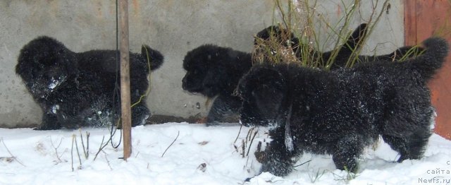 Фото: [d8829]Щенки девочки_53дня