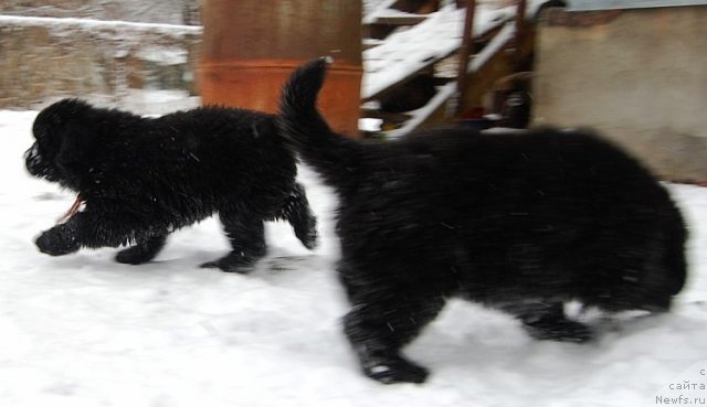 Фото: ньюфаундленд Bjornebandens Nancy Wilson