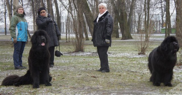 Фото: ньюфаундленд Smigar Go tu bi ze Fest (Смигар Го ту би зе Фест), ньюфаундленд Skippers Only You for Smigar