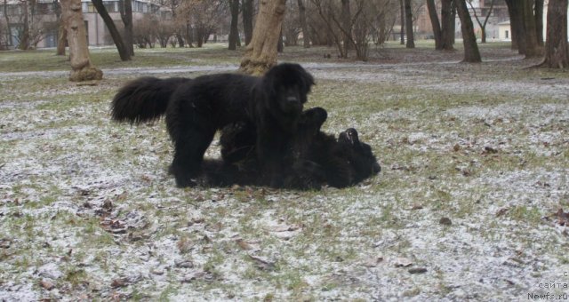 Фото: ньюфаундленд Smigar Go tu bi ze Fest (Смигар Го ту би зе Фест), ньюфаундленд Skippers Only You for Smigar