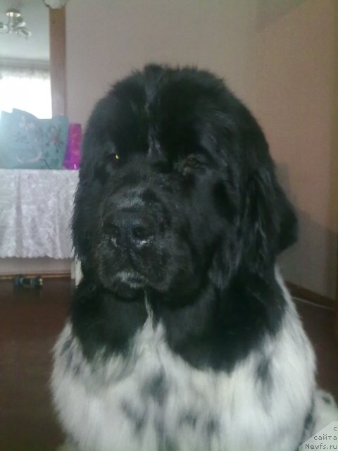 Фото: ньюфаундленд Akvian Song Zippi Panda (Аквиан Сонг Зиппи Панда)