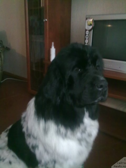 Фото: ньюфаундленд Akvian Song Zippi Panda (Аквиан Сонг Зиппи Панда)