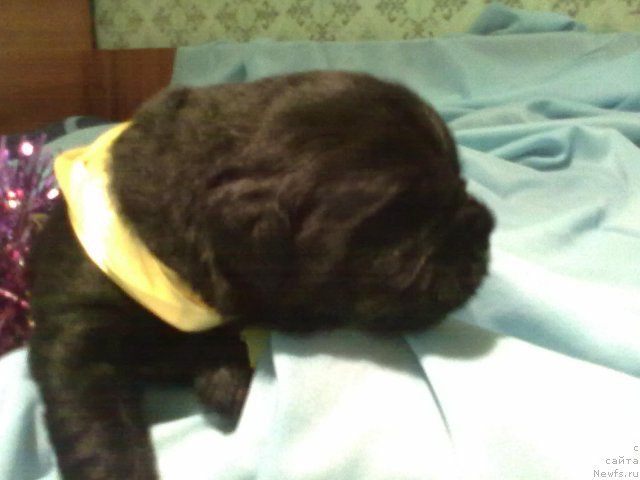 Фото: Дети, ньюфаундленд King of Helluland I'm Precious, ньюфаундленд Black Diamond Agidel ot Potapa Patricia (Блэк Диамонд Агидель от Потапа Патриция)