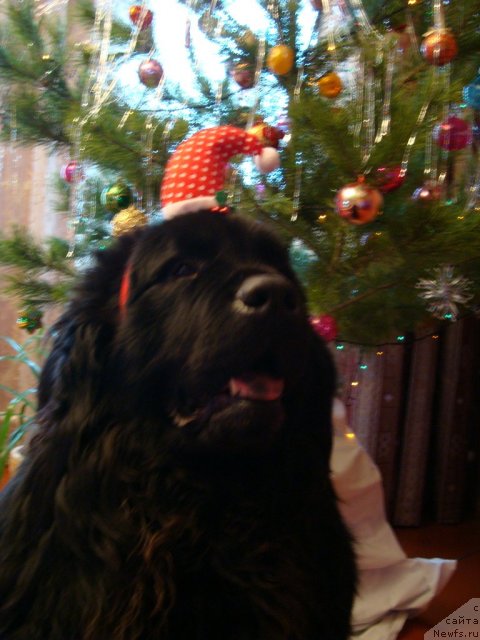 Фотография № 84785