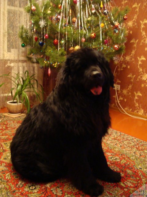 Фото: ньюфаундленд Zacharovannyiy Mir s Berega Dona (Зачарованный Мир с Берега Дона)