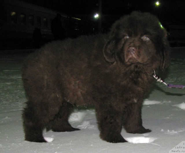 Фото: ньюфаундленд Russkiy Hit (Русский Хит)