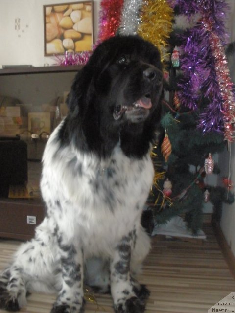 Фотография № 84788