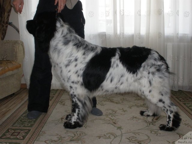 Фото: ньюфаундленд Akvian Song Zippi Panda (Аквиан Сонг Зиппи Панда)