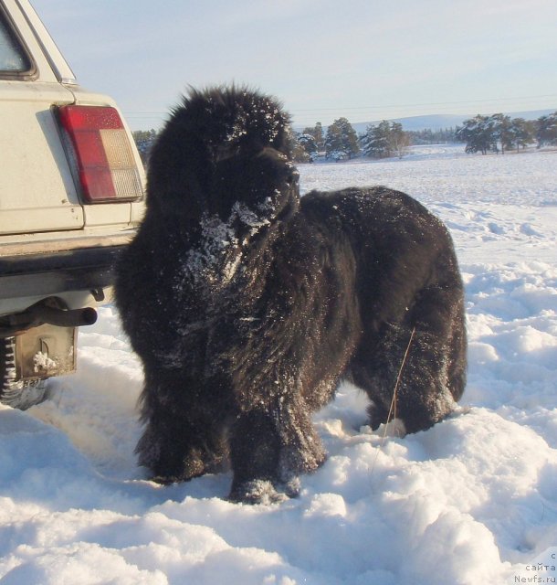 Фото: ньюфаундленд Super Premium Gold Kis (Супер Премиум Голд Кисс)