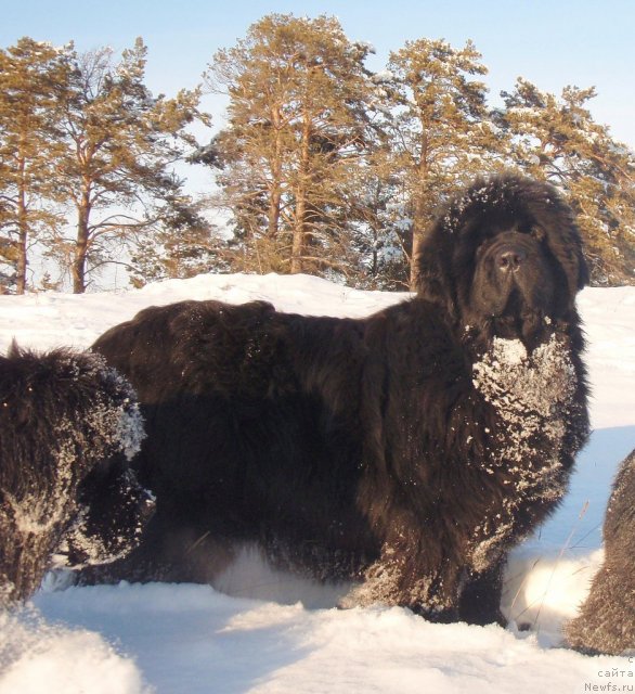 Фото: ньюфаундленд Super Premium Gold Kis (Супер Премиум Голд Кисс)