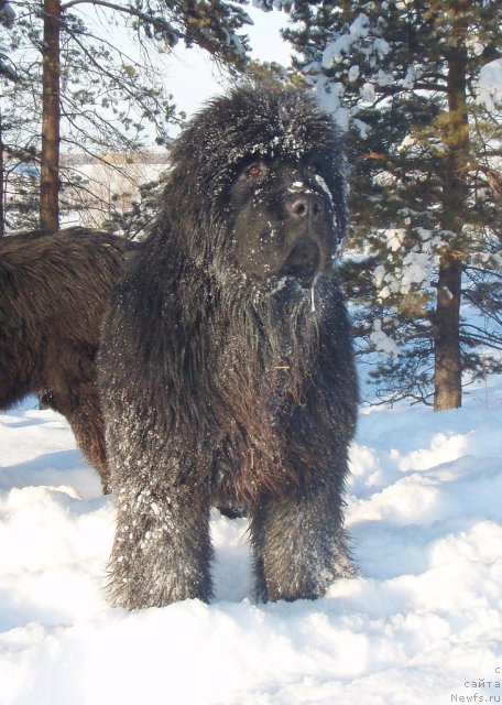 Фото: ньюфаундленд S'Nezhnaya Vjuga Alyaniko del Vulture (С'Нежная Вьюга Альянико Дель Вультуре)