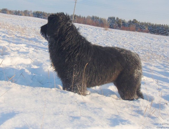 Фото: ньюфаундленд S'Nezhnaya Vjuga Alyaniko del Vulture (С'Нежная Вьюга Альянико Дель Вультуре)
