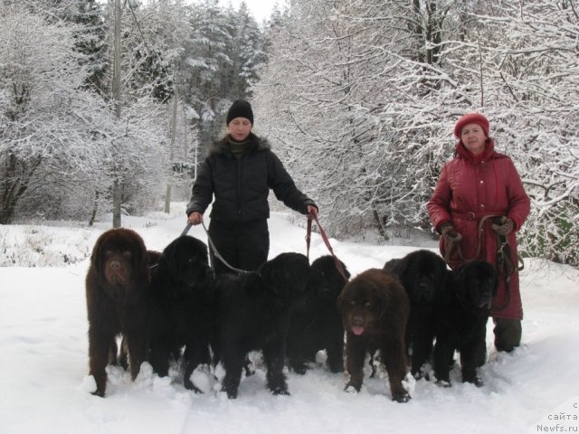 Фото: ньюфаундленд Russkiy Hit (Русский Хит), ньюфаундленд Starbimovlav De Ja Vyu (Старбимовлав Де Жа Вю), ньюфаундленд Starbimovlav Dikye (Старбимовлав Дикэ), ньюфаундленд Starbimovlav Del'faniya (Старбимовлав Дельфания), ньюфаундленд Zol'da (Зольда), ньюфаундленд Amulet Lyubvi i Schastya (Амулет Любви и Счастья), ньюфаундленд Sangriya (Сангрия)