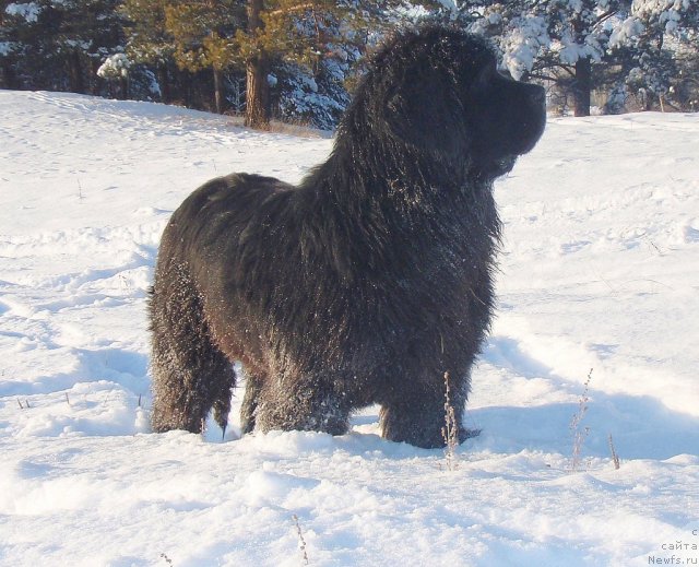 Фото: ньюфаундленд S'Nezhnaya Vjuga Avignonesi Capannelle (С'Нежная Вьюга Авиньонези Капаннеле)