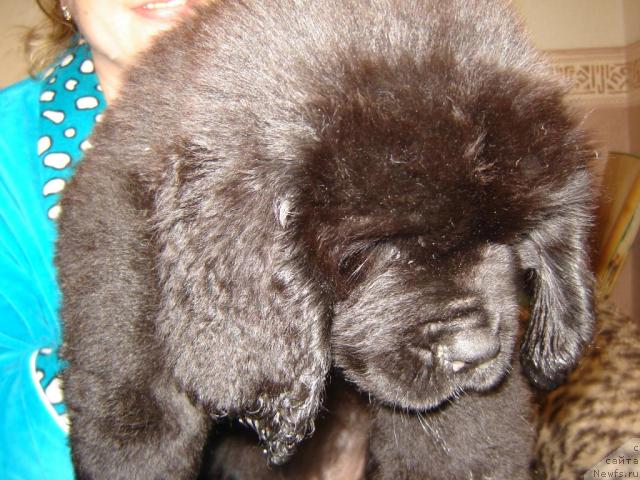 Фотография № 8489