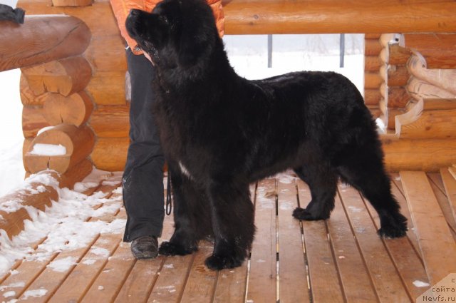 Фото: ньюфаундленд Plushevaya Panda Udivitelnaja Kejt (Плюшевая Панда Удивительная Кейт)