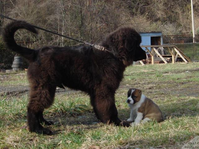 Фото: ньюфаундленд Potap Fidel' (Потап Фидель)